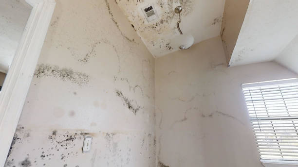 Reliable Altoona, AL Mold Removal Solutions