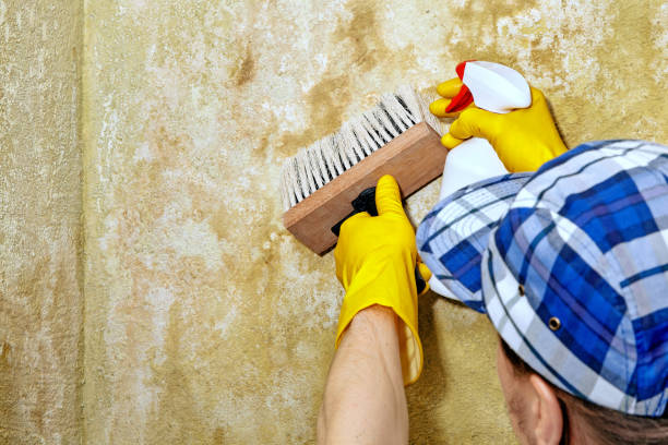 Best Basement Mold Removal  in Toona, AL