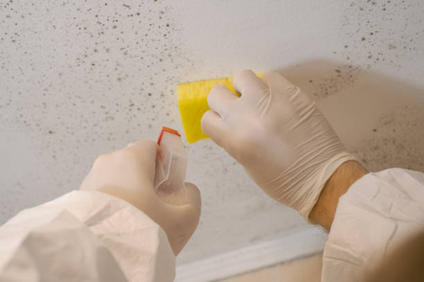 Mold Removal for HVAC Installations in Altoona, AL