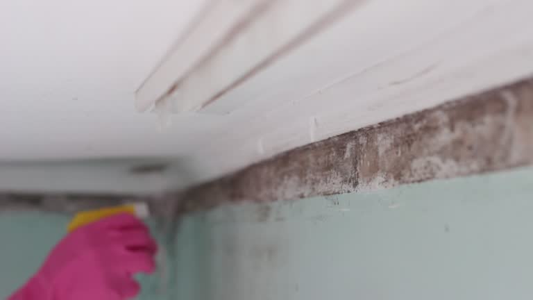 Best Dehumidification Services  in Toona, AL